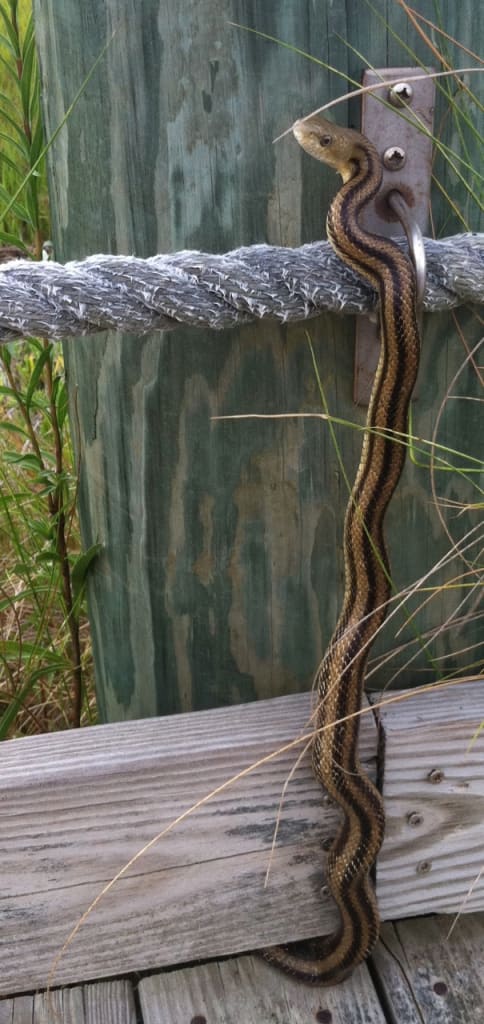 YellowRatSnake Yellow Rat Snake